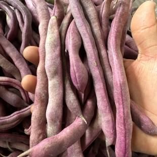 云南特产紫豆角 农家新鲜蔬菜大紫袍油豆角芸豆 农家肥扁豆 现摘
