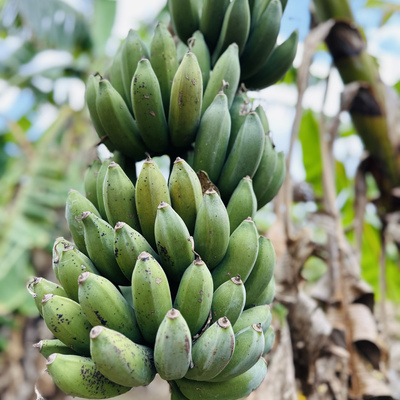 云南高山 芭蕉 新鲜现摘 收到自己催熟