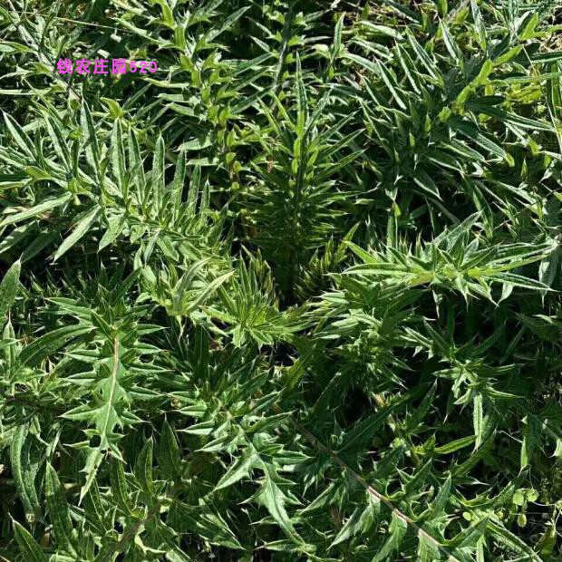 纯野生大蓟根马刺根恶鸡婆自生自长现挖现发煲汤炖汤新鲜药食同源