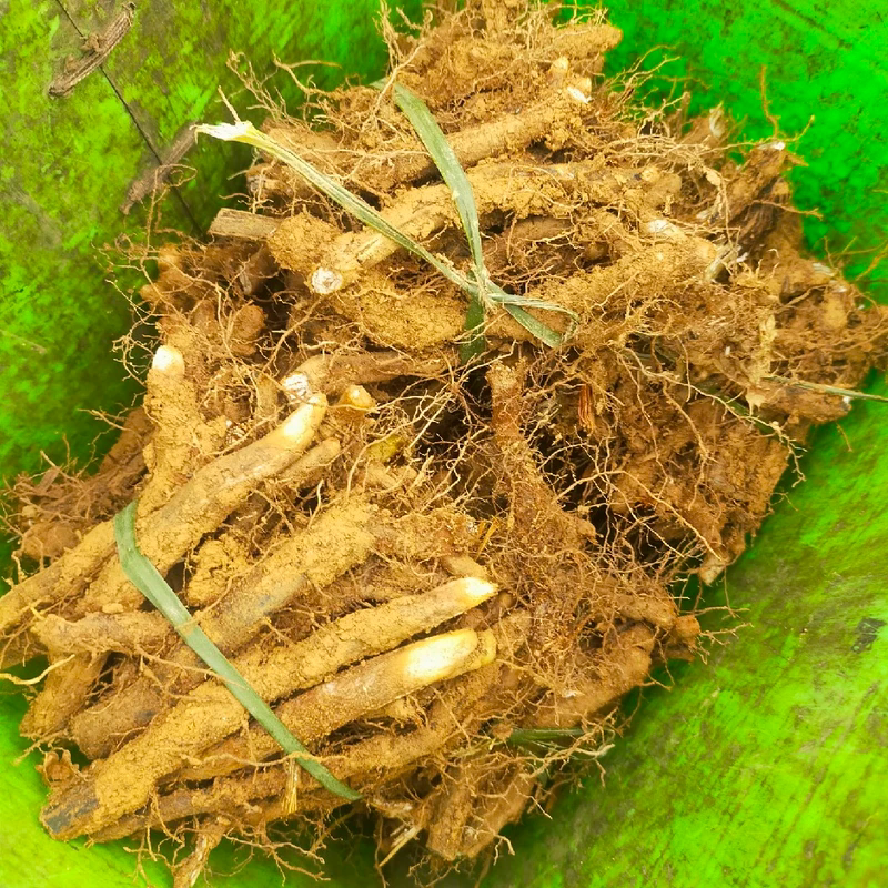 蕨菜种根野生新鲜蕨菜种苗拳头菜其它