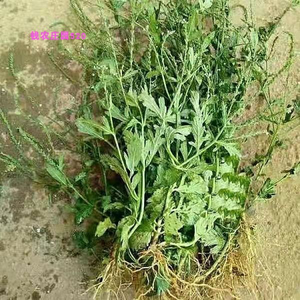 贵州马鞭草苗 现挖新鲜 包邮 铁马鞭草马边草中草药材野生可带根