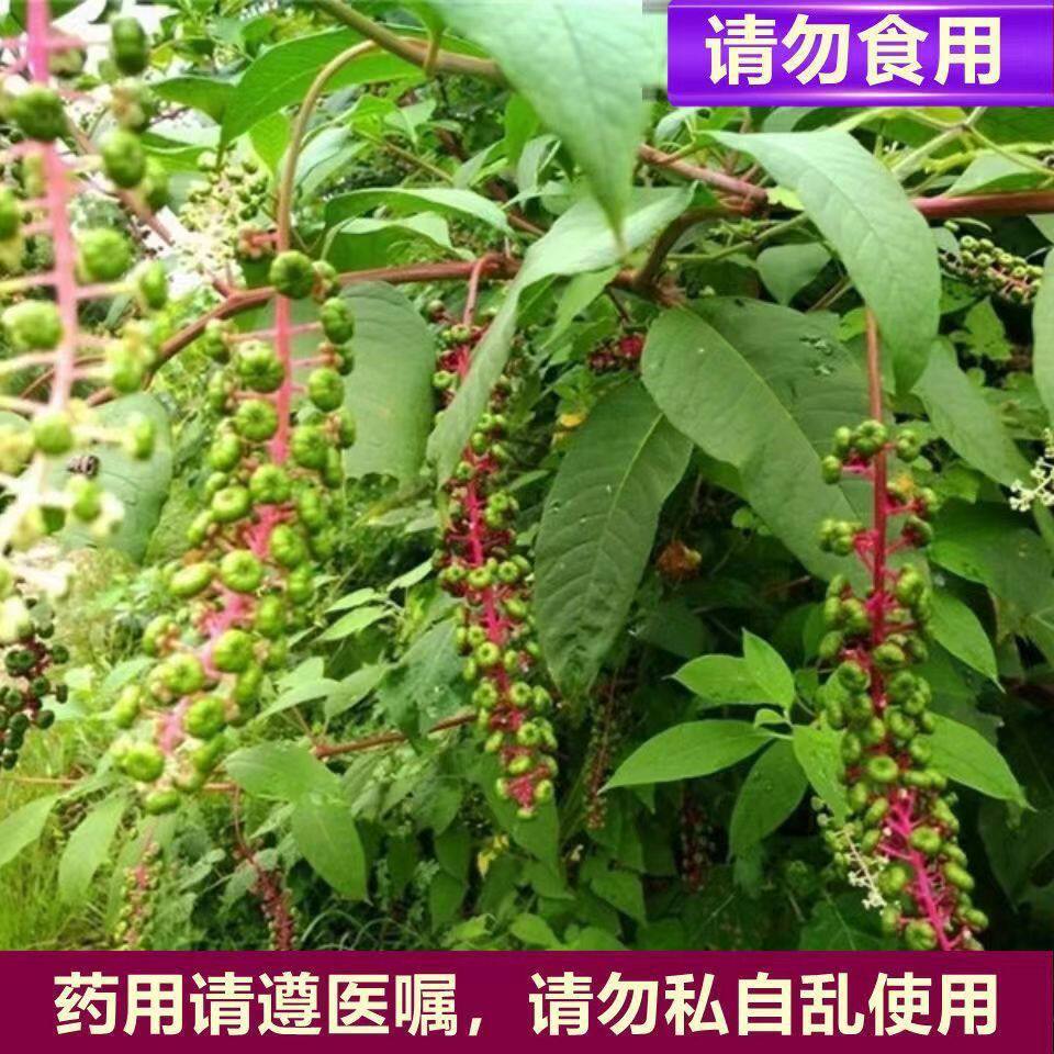 原生态野生新鲜商陆见肿消章柳根牛大黄山萝卜红人参现挖鲜货整棵