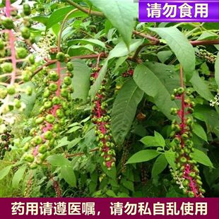 原生态野生新鲜商陆见肿消章柳根牛大黄山萝卜红人参现挖鲜货整棵