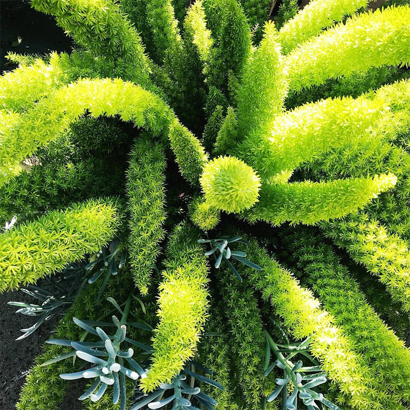 狐尾天门冬价格 狐尾天门冬图片 星期三