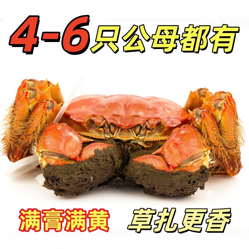 现货精品挑膏大闸蟹螃蟹鲜活公蟹5两全母蟹4两4-6只自吃活蟹包邮