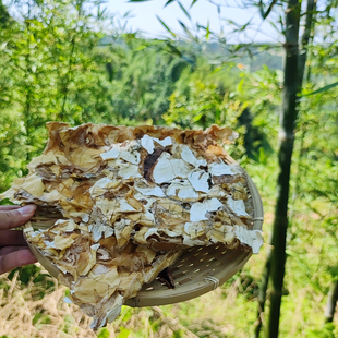 竹胎盘四川宜宾蜀南竹海特产竹荪蛋外孢竹胎盘土特产100g包邮
