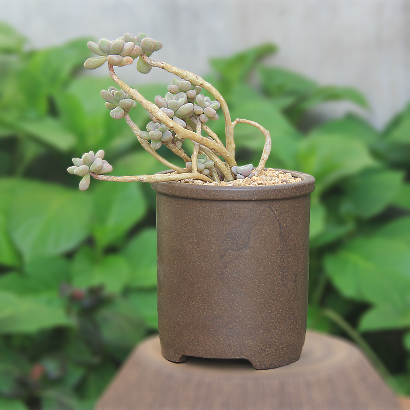 降价古铜泥微型造景有孔紫砂花盆