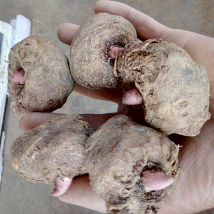 二代魔芋种子高产抗病四川大凉山高原产地花魔芋种灰菜磨芋头种