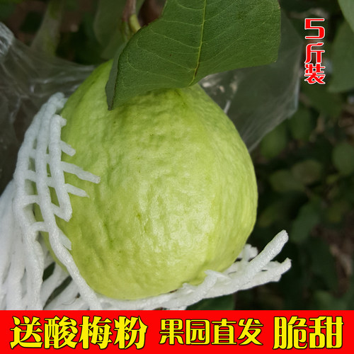 脆甜芭乐番石榴新鲜水果整箱包邮