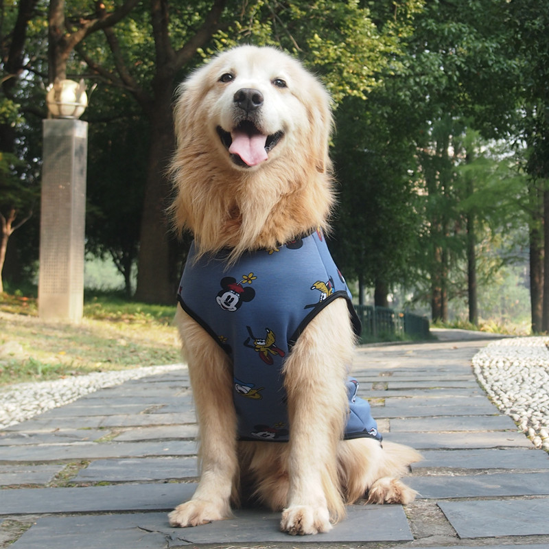 银狐金毛萨摩加绒保暖舒适背心