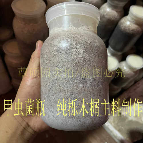 云芝菌包云芝菌瓶秀珍菌包甲虫产木独角仙锹甲巨扁幼虫大兜虫饲料