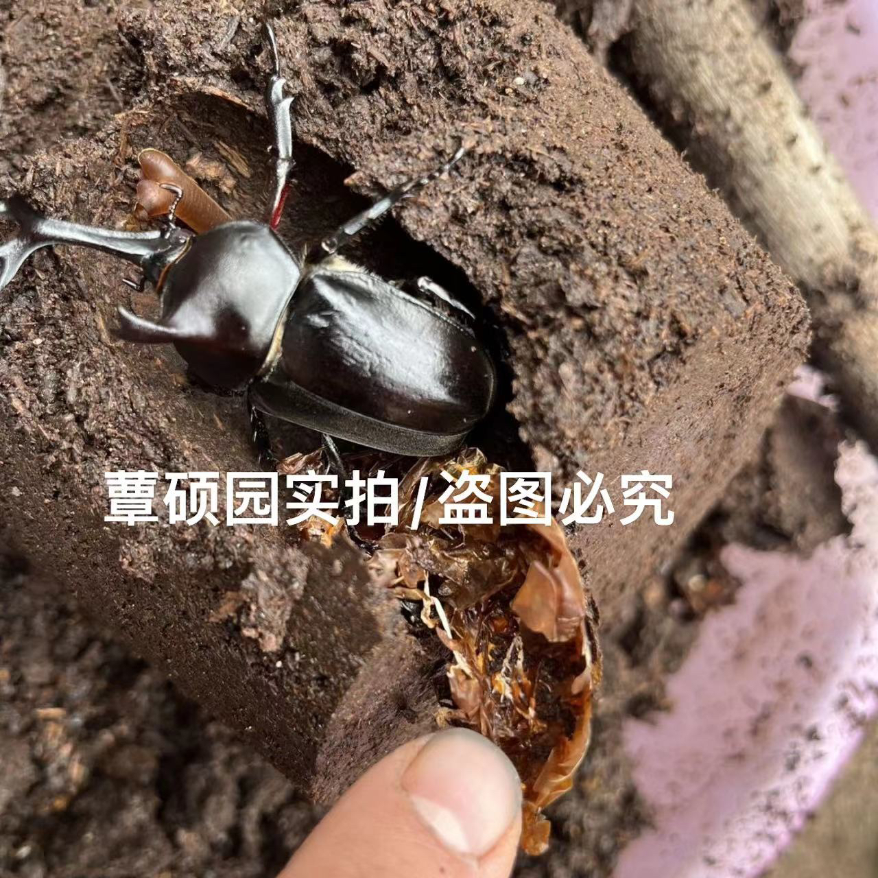 甲虫菌包云芝菌包秀珍菌包甲虫产木独角仙锹甲巨扁幼虫饲养专用