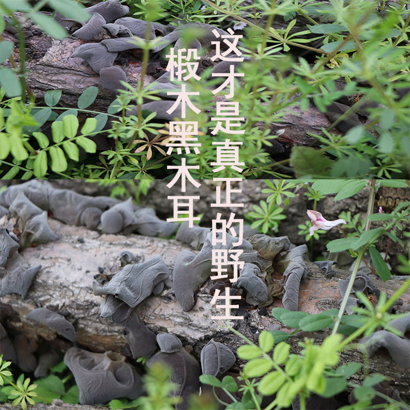 木耳干货木耳陕西汉中黑木耳手选椴木云耳250克 非柞水黑木耳