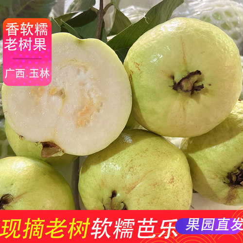 广西软糯白心番石榴5斤装