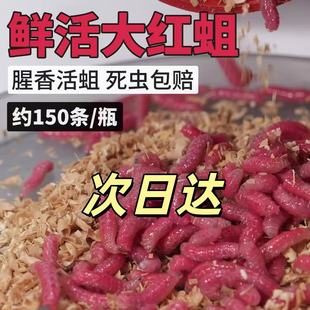 清香型鲜活红蛆活饵溪流钓蛆虫鲫鱼饵料 150条装振灵虫王军鱼饵