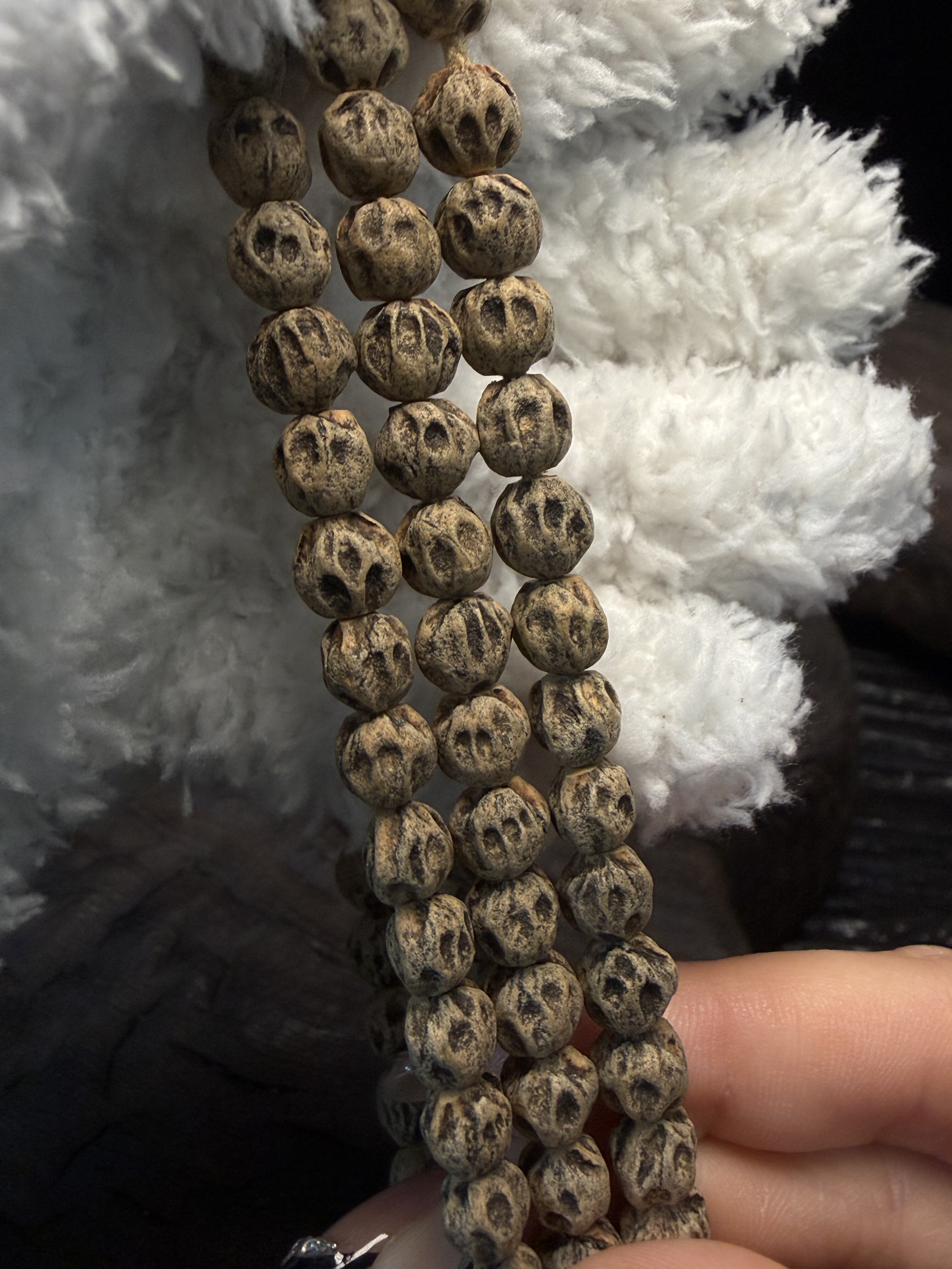 热振柏香籽微切脏鬼尸陀林白芽黄油皮小眼睛新手入门福利鬼脸小尺