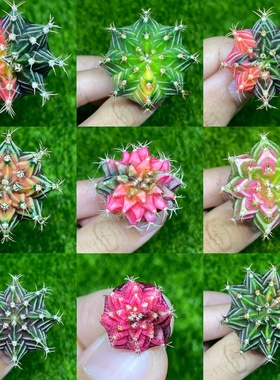 happytree泰国米哈绯牡丹锦肋骨锦海神种子