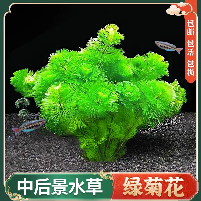 绿菊水草活体真植物草缸好养鱼缸造景阴性水草淡水增氧净水后景草 宠物/宠物食品及用品 水草 原图主图