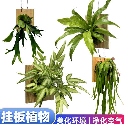 鹿角蕨带板栽好植物绿植净化空气
