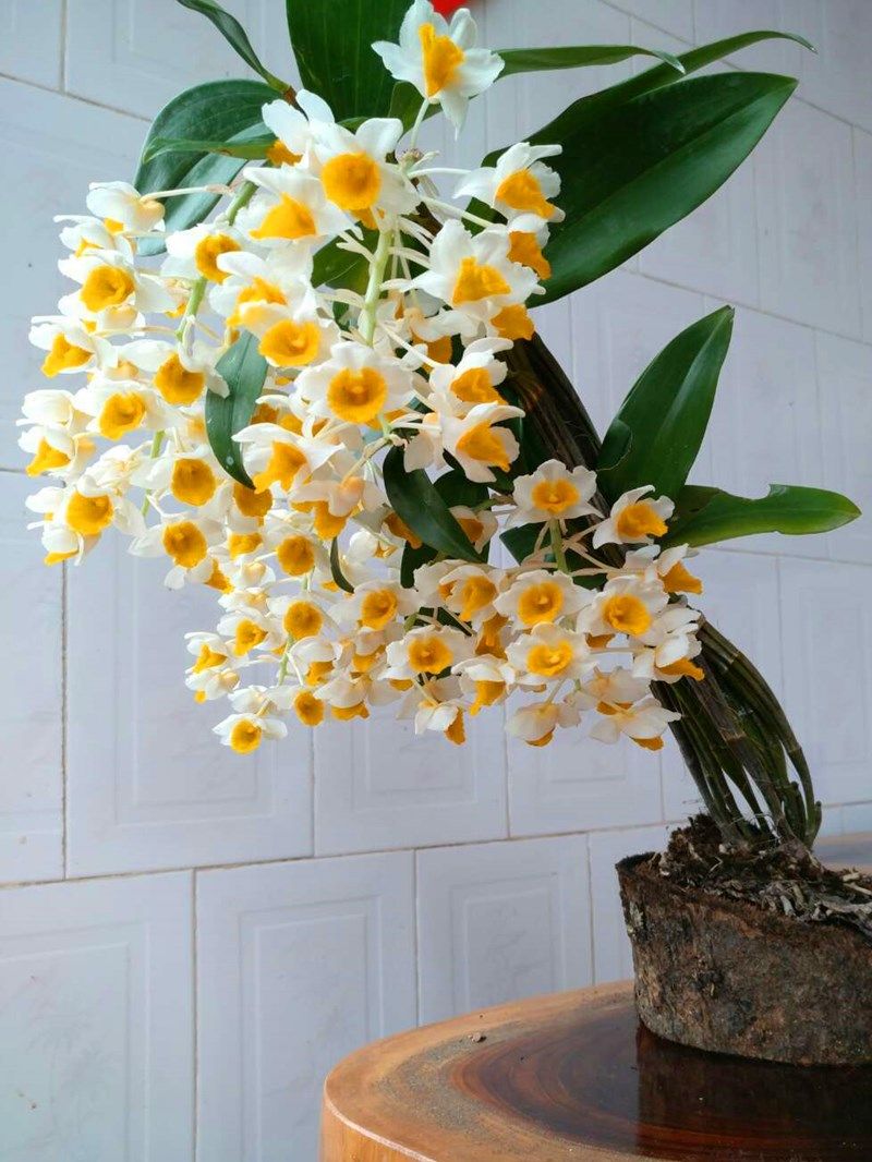 球花石斛苗黄花石斛长绿石斛花卉绿植盆栽盆景吊兰花洋兰球形易活