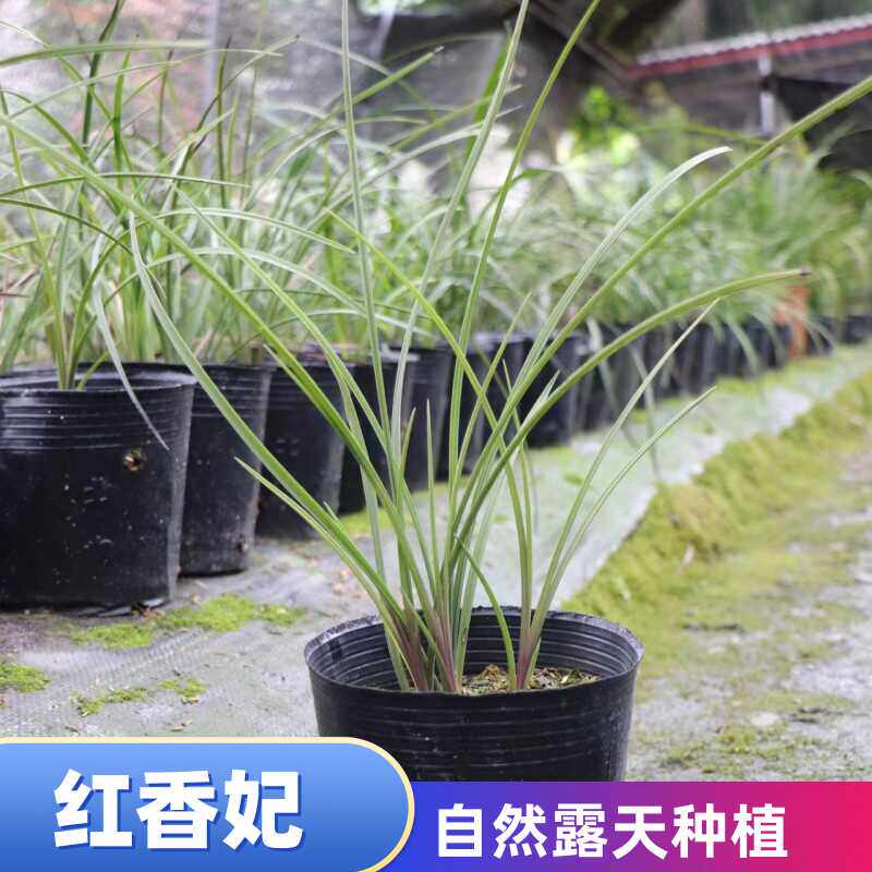 红香妃蕙兰兰花兰草苗壮浓香型细叶盆栽四川兰花办公室花卉兰花苗