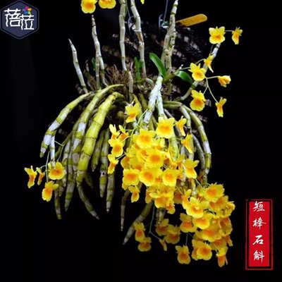短棒石斛黄花石斛开黄花漂亮