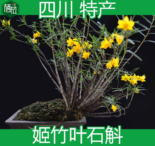 姬竹叶石斛盆景观赏杈枝细叶石斛