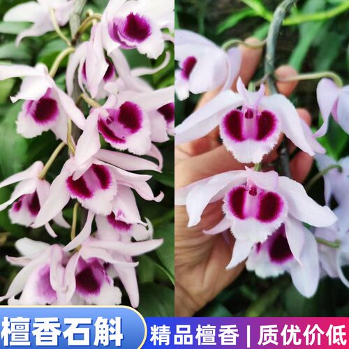 稀有檀香石斛有香味阳台盆景石斛