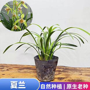 夏兰兰花苗四季兰建兰矮蕙蜜蜂兰四川兰花浓香型阳台盆栽绿植好养