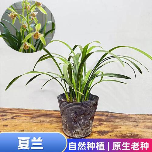 夏兰兰花苗四季兰建兰矮蕙蜜蜂兰