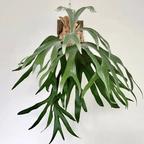 鹿角蕨板植挂板二岐鹿角挂墙绿植