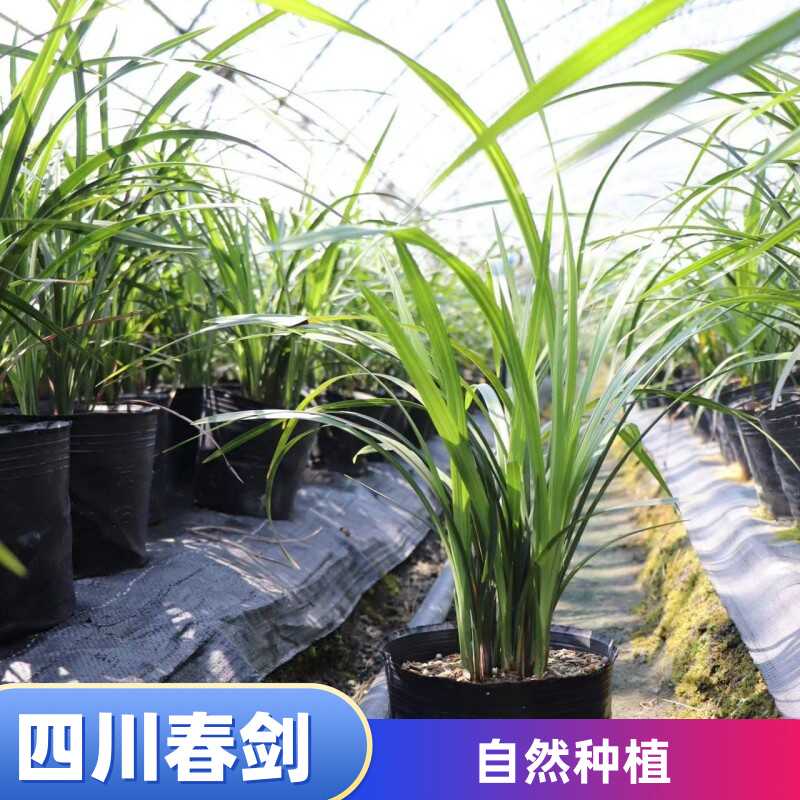 四川春剑 壮苗 兰花苗兰草香型浓香盆栽绿植草本花卉  室内外耐寒