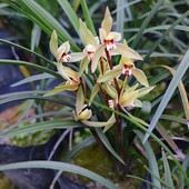 朱砂 四川春兰春剑蕙兰送春兰夏兰寒兰红香妃 雪兰 部分带花朵