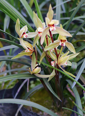 （部分带花芽）四川春兰春剑蕙兰送春兰夏兰寒兰红香妃 朱砂 雪兰