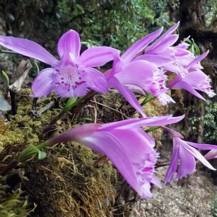 红花 易活 盆景花卉绿 比多肉植物好养 红花独蒜球茎兰 植物 洋兰