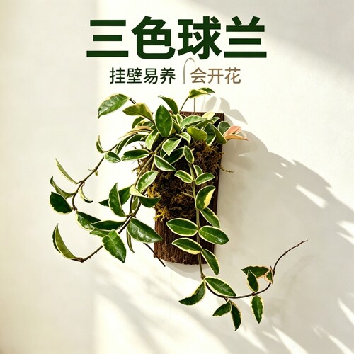 三色球兰盆栽挂壁易养开花室内