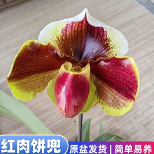 （带花苞）肉饼兜兰红肉饼兜绿肉饼兜稀有名贵兰花花很大好看好养