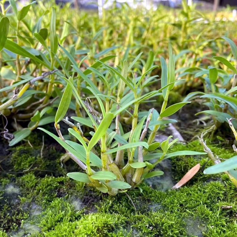 霍山米斛稀有品种比铁皮好吃米白色花花期长常年带叶不落叶