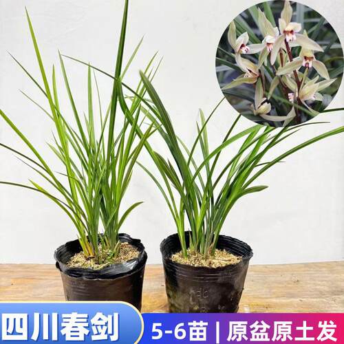 春剑5苗原盆原土发兰花春兰蕙兰