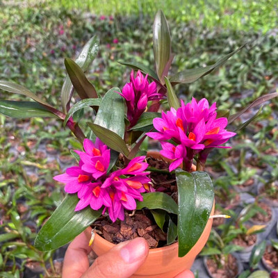 姬美石斛水莲石斛花期长
