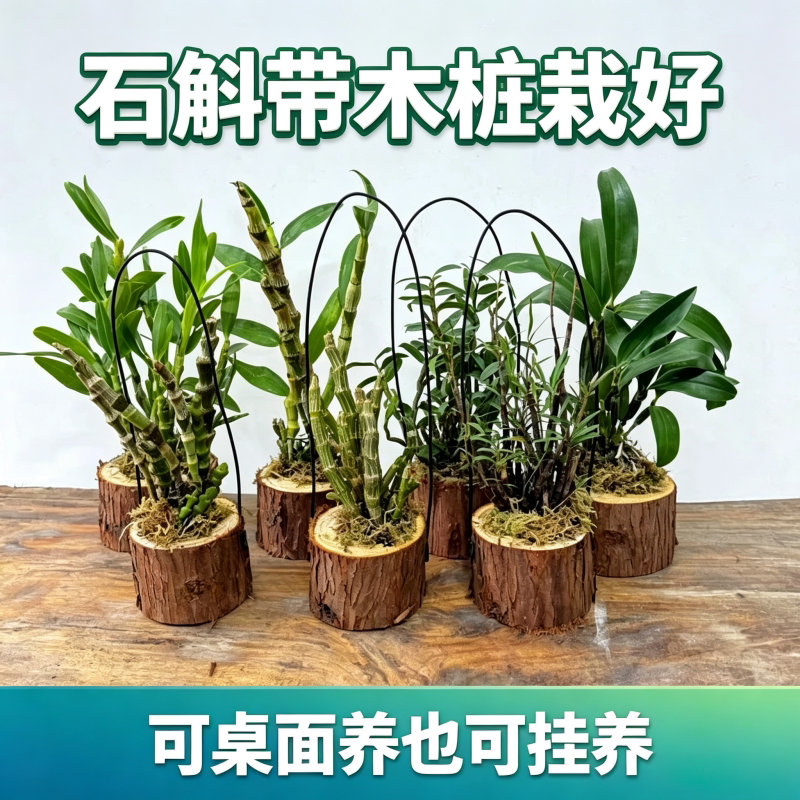 石斛木桩栽好铁皮石斛金钗鼓槌图片