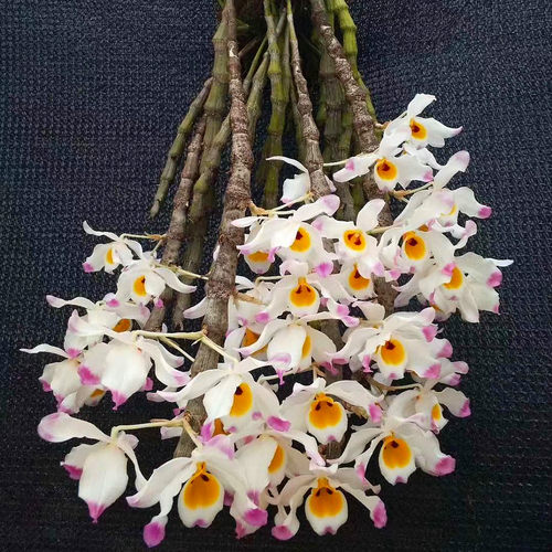 大苞鞘石斛兰花石斛兰花卉植