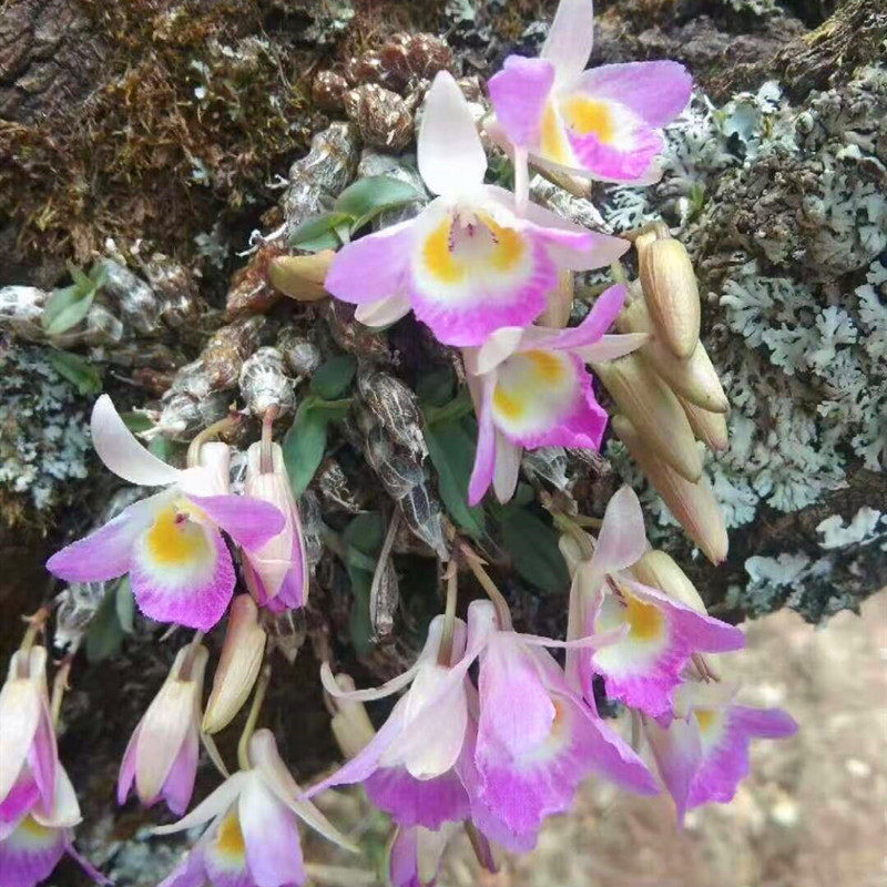 金沙江石斛 稀有品种 非常小 开花绿植趣味观花苗草本植物 附生兰