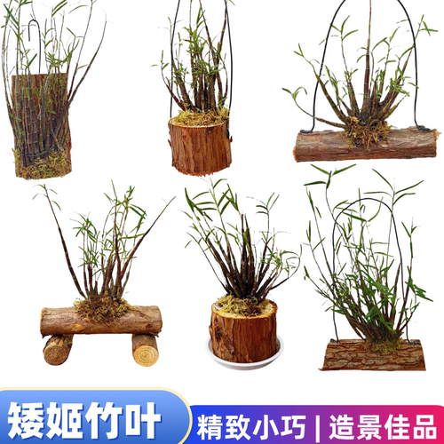 矮小丛姬竹叶石斛盆景杈枝细叶