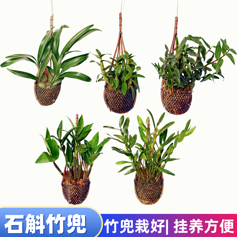 石斛兰盆栽竹兜栽好挂兜石斛苗