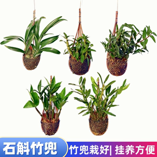 石斛兰盆栽 竹兜栽好 挂兜 石斛苗 鼓槌球花金钗晶帽龟背铜皮天宫