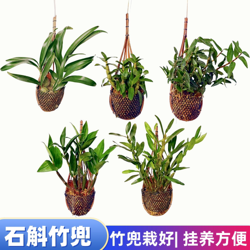 石斛兰盆栽竹兜栽好挂兜石斛苗
