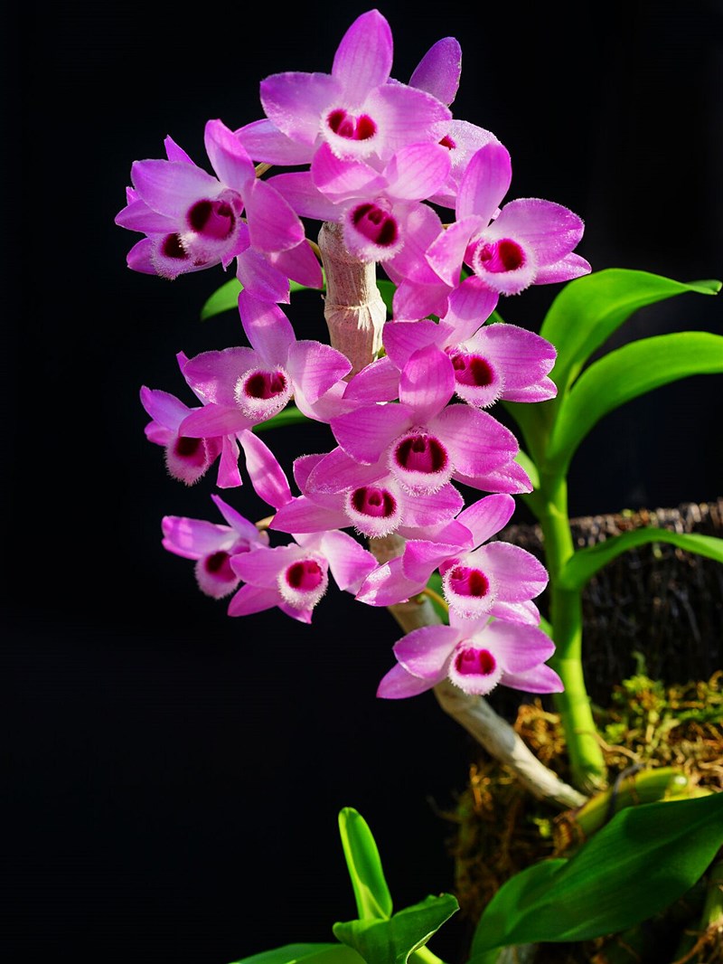 （带花芽）麝香石斛稀有品种紫瓣石斛附生兰花卉绿植盆栽观赏红色