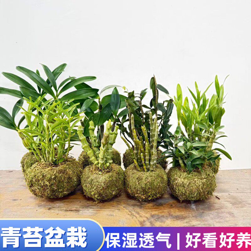 石斛青苔盆栽好球花金钗鼓槌铁皮玫瑰报春重唇手工青苔盆栽好发货