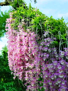 带开花条  天宫石斛兜唇石斛吊兰花庭院美洋兰吊兰花石兰盆栽盆景